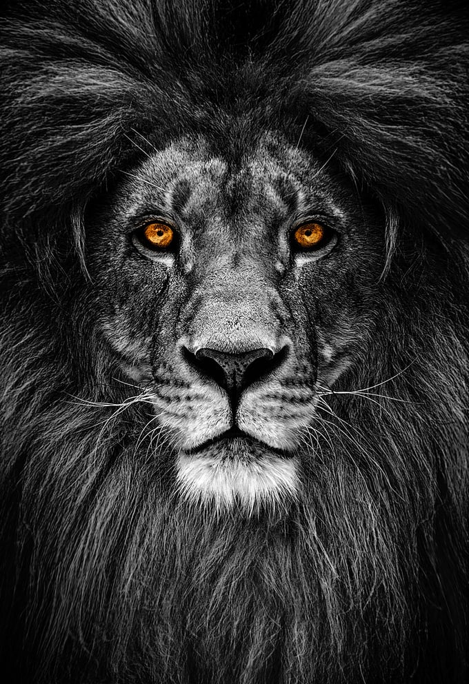 Portrait of a Beautiful lion, lion in dark